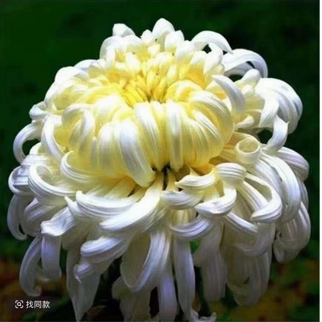 【白万圣】菊花盆栽带花苞发货大花特色花卉绿植