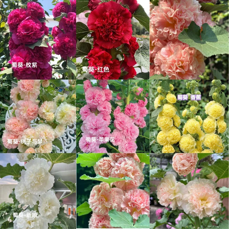 [查特系列重瓣蜀葵] 庭院地栽植物耐寒耐热线形花材室外