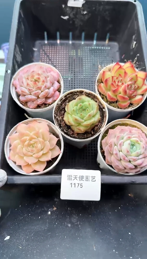 11 75    多肉5 颗