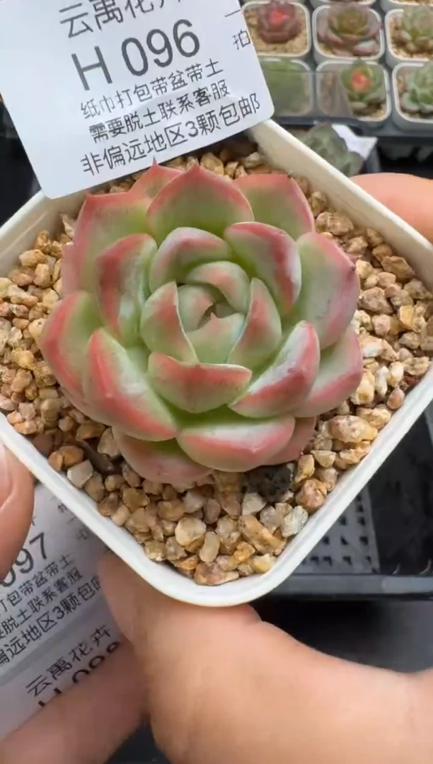 096H云禹多肉植物 带盆土纸巾打包 当天拍3颗包邮
