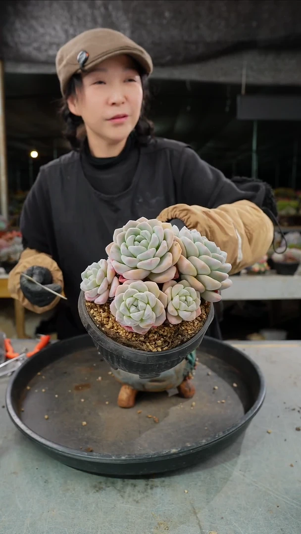 紫*晶5041号冰玉群