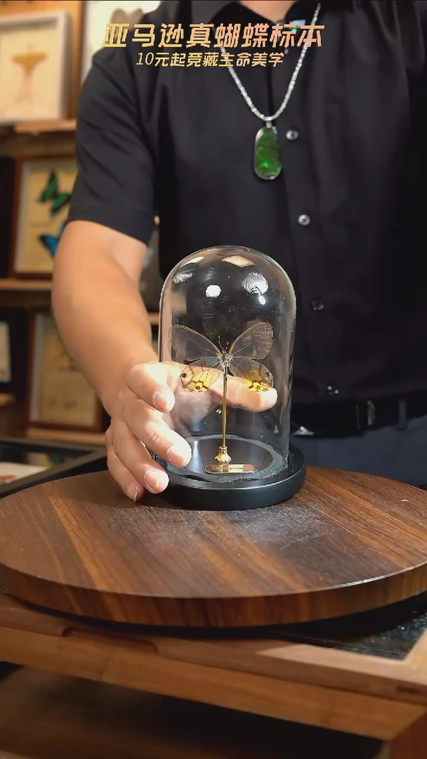黄晶眼蝶小号玻璃罩