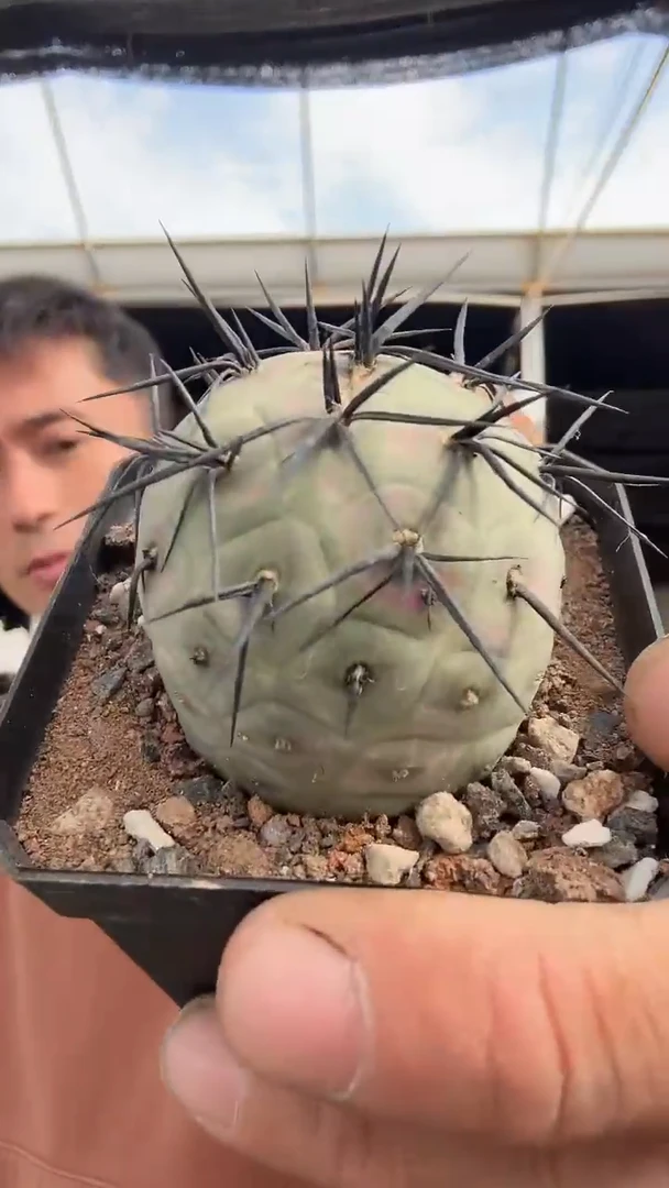 黑刺习自野59.99配货看图