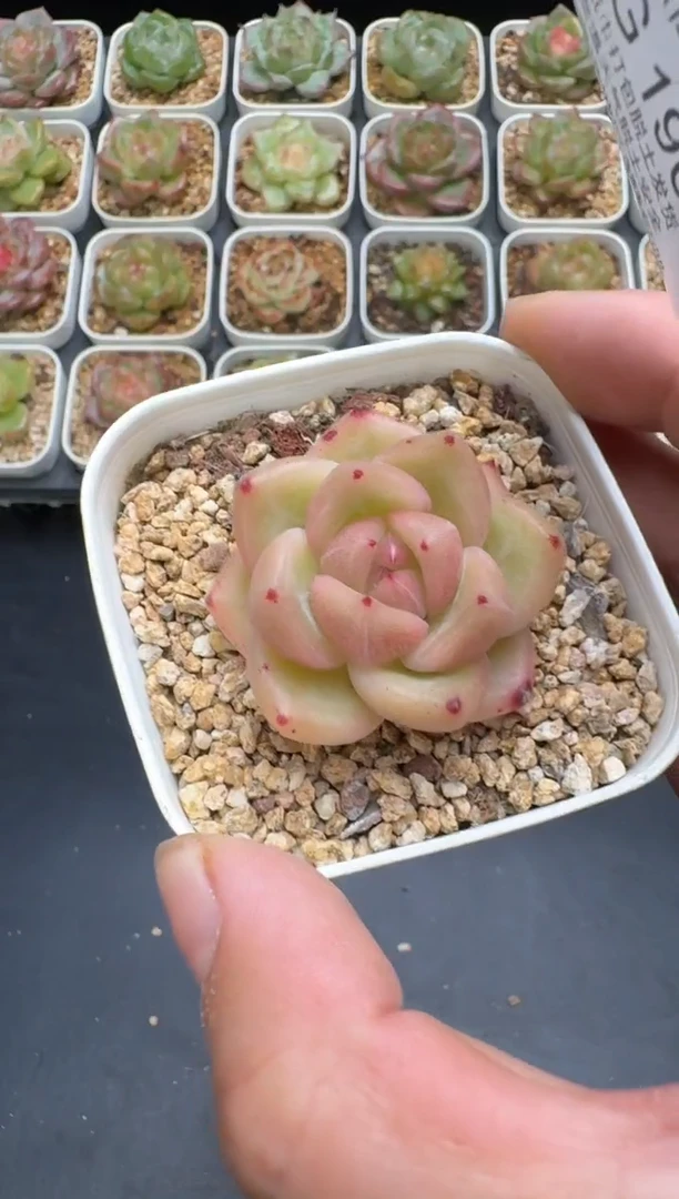 190G云禹多肉植物 脱土纸巾打包 3颗包邮