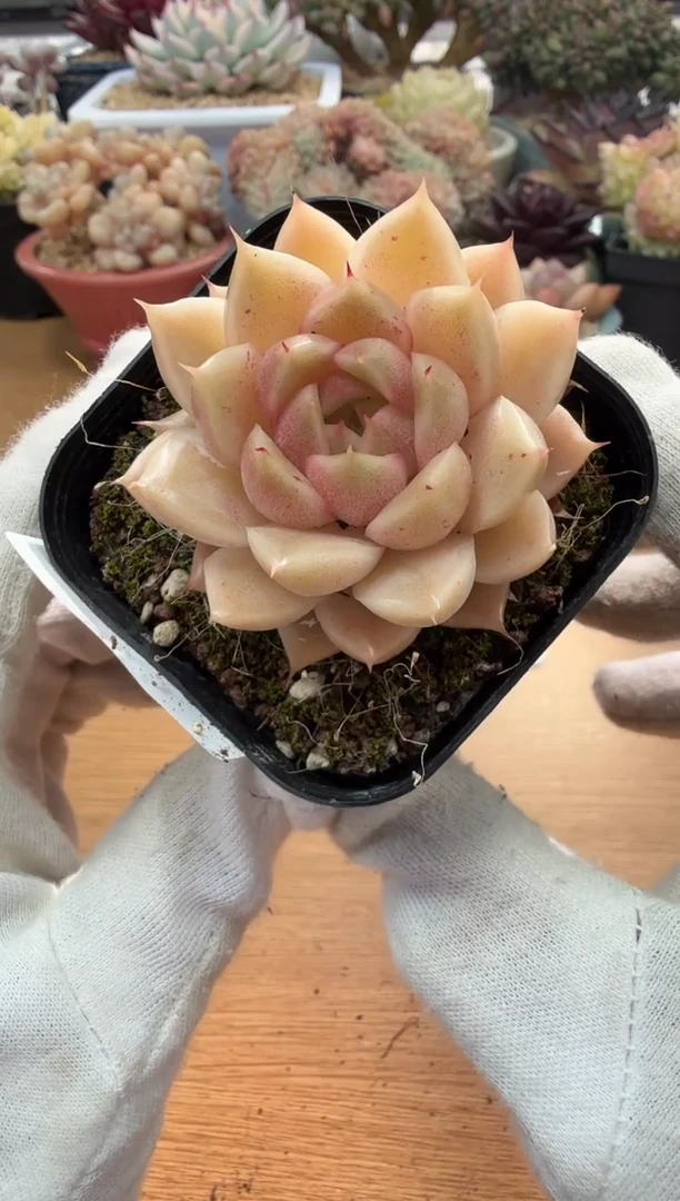 东云多肉园二店-15