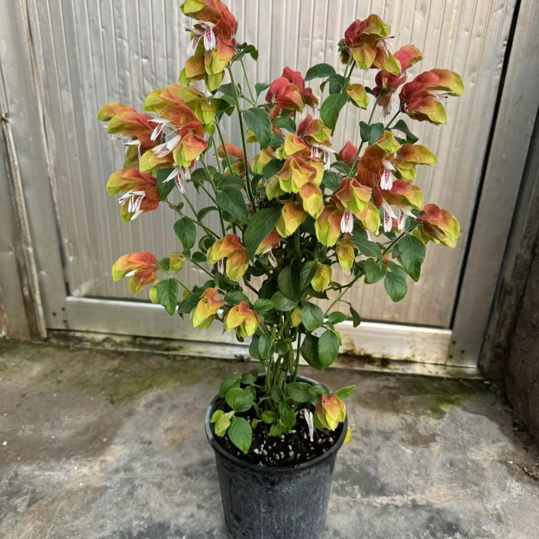 盆栽红虾花四季开花红色虾衣花室内观花绿植花卉带花苞