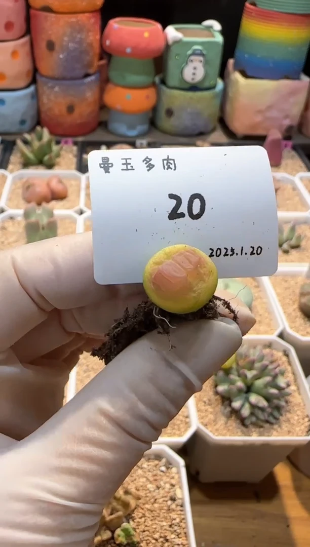 【闪购商品】25.1.20-20cc