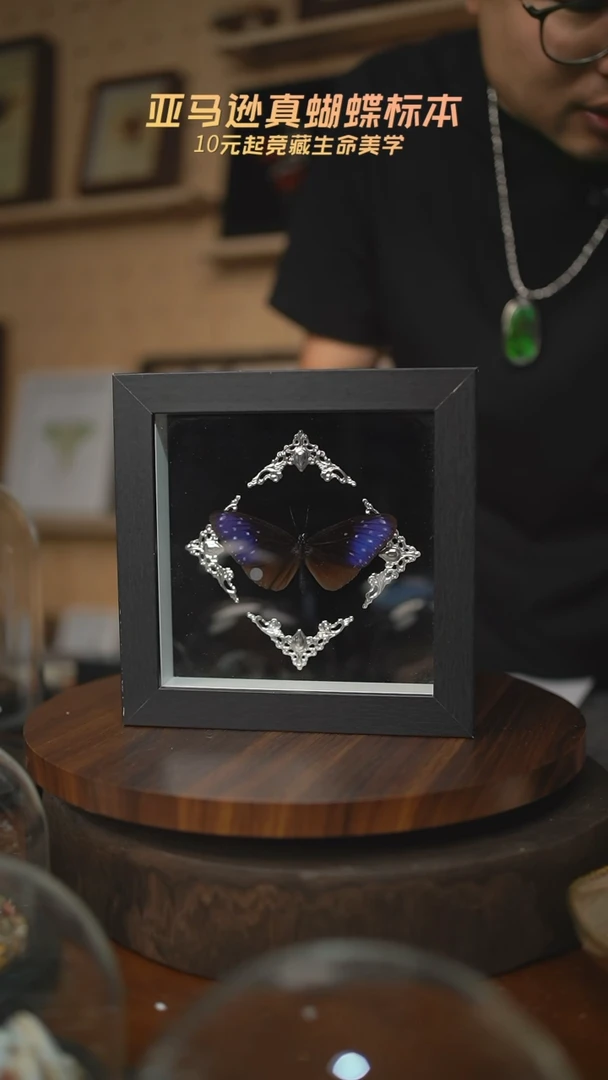 异型紫斑蝶巴洛克款