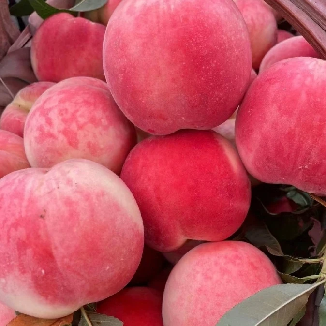 【韩大乐】水蜜桃半箱/整箱（2斤/4斤）山东省