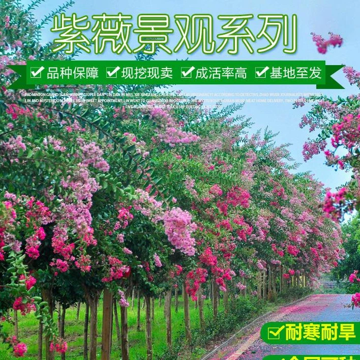川红紫薇树庭院别墅造景园林老桩工程绿化正宗百日红紫薇花树