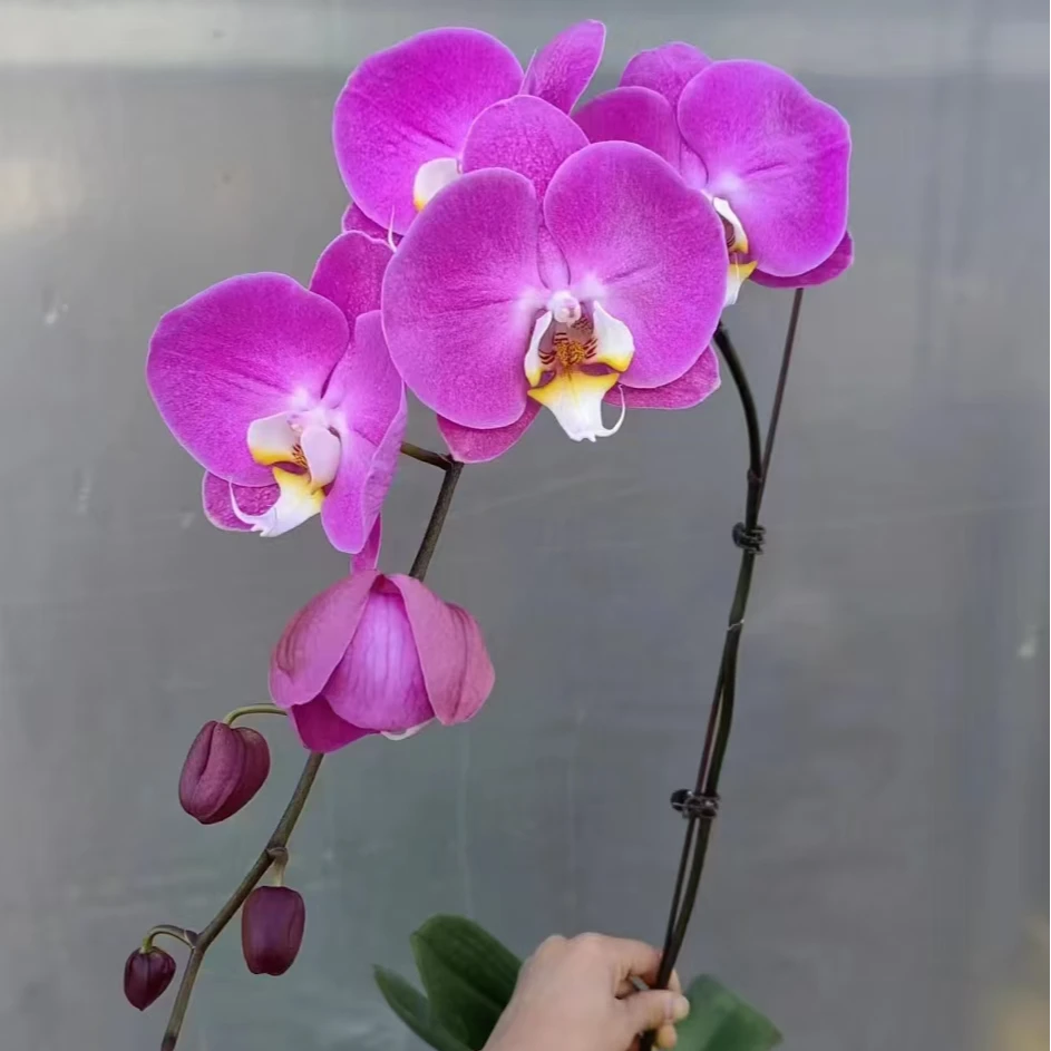 芳美西施蝴蝶兰花剑发货