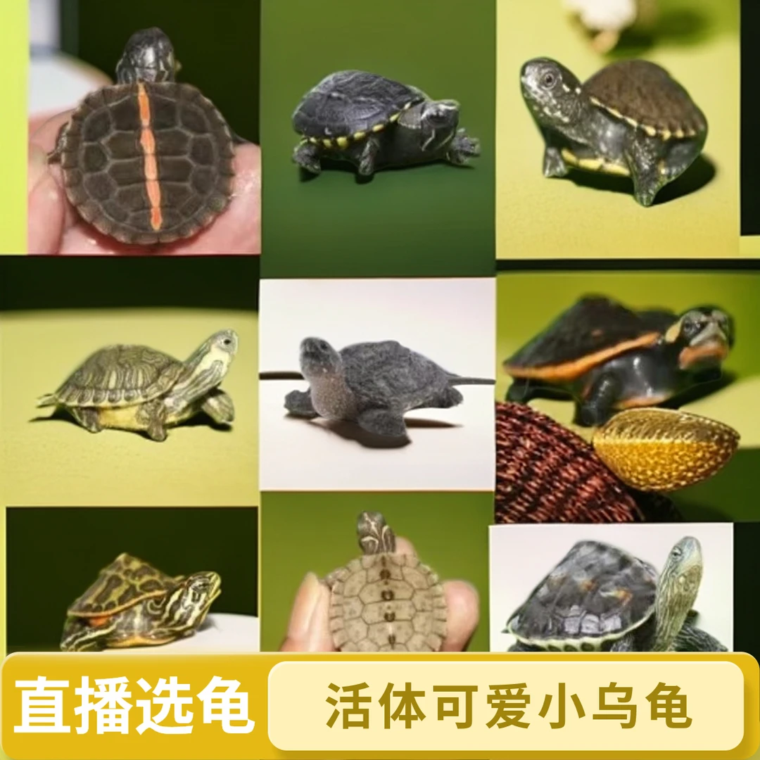 直播间链接人工养殖宠物龟苗，麝香小青斑点黄耳火焰杂佛多种龟苗