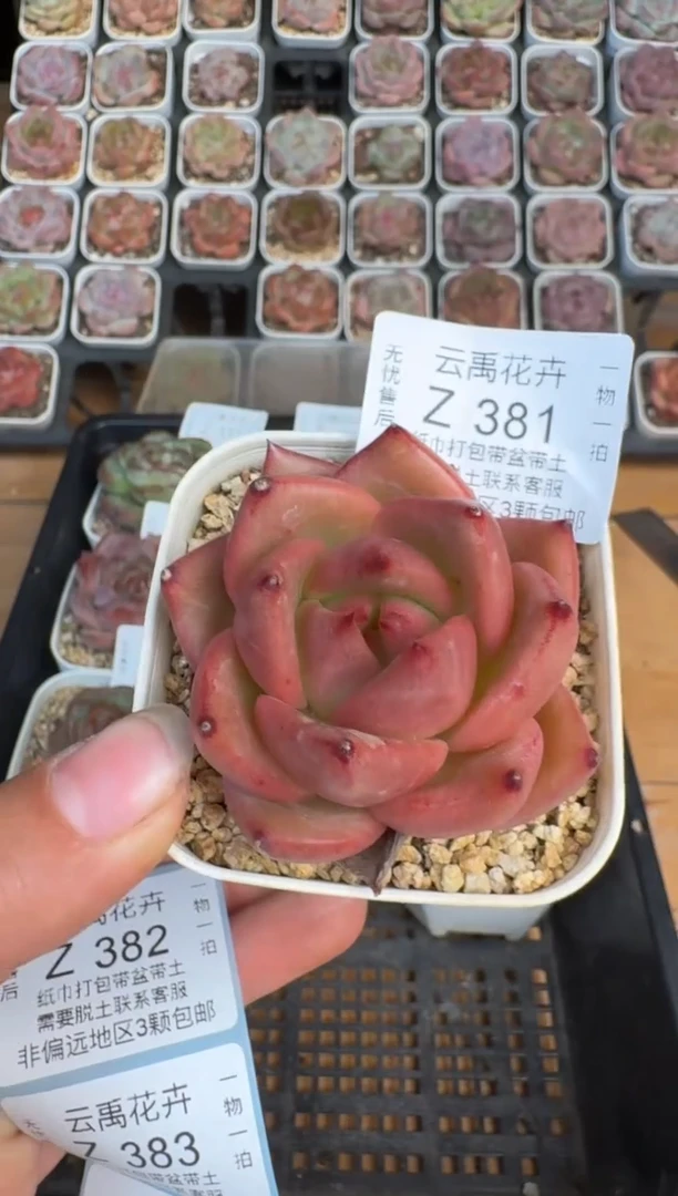 381Z珍妮多肉(6.5cm杯）一物一拍 带盆土发