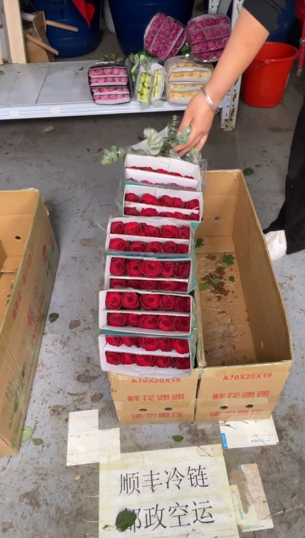 高原红60枝+尤加利