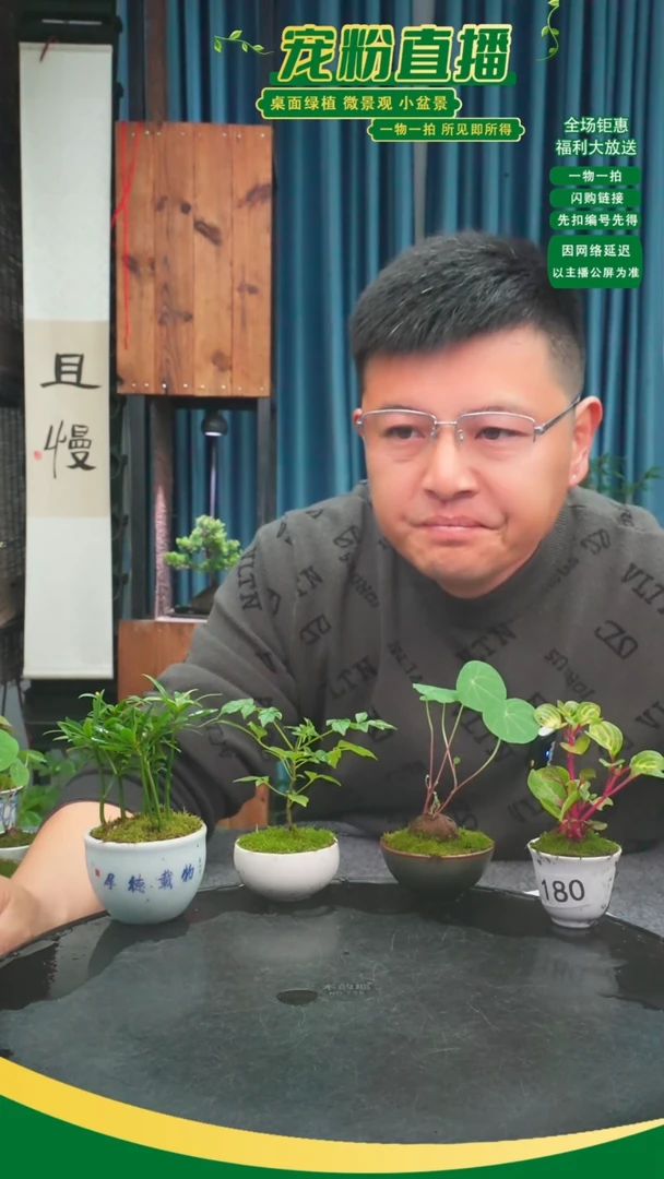 无花朵雪****麻苔藓微景观180号