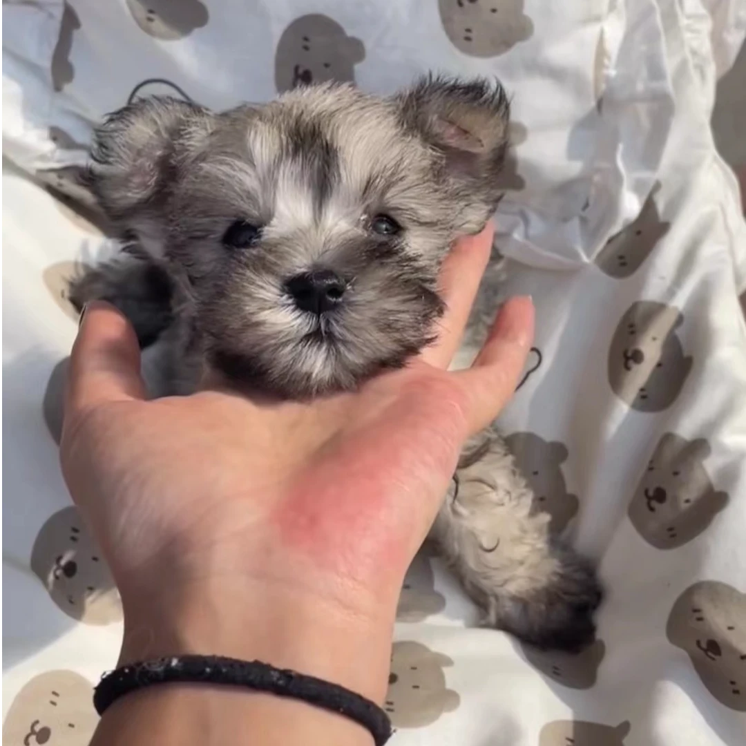 【安子家私宠】多犬种（一物一拍）家庭宠物狗狗活体幼犬