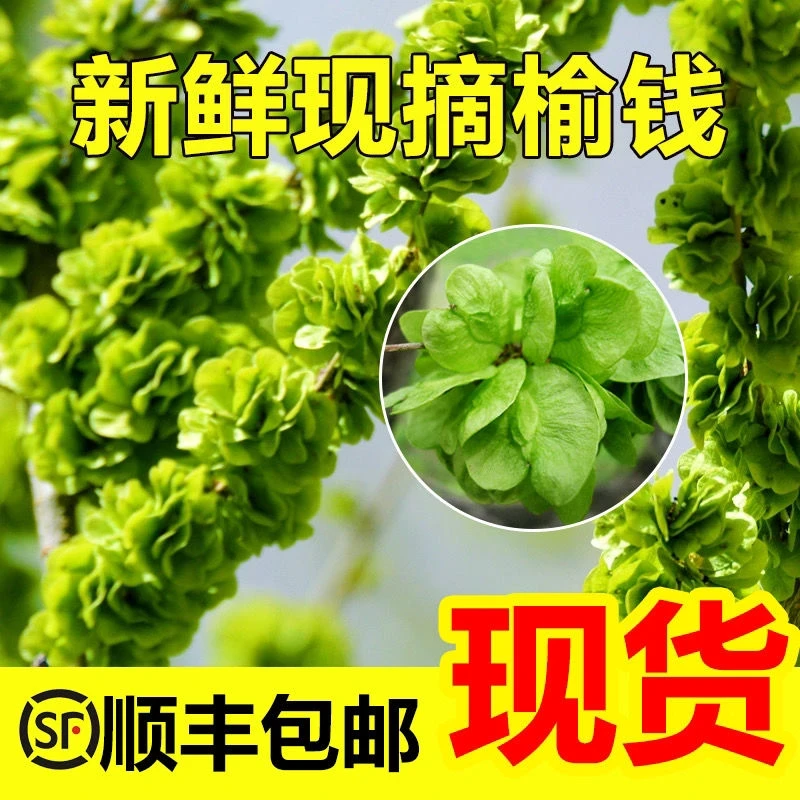 【顺丰现摘】25新鲜榆钱儿榆钱串子3斤农家人工现摘榆钱饭天然野菜