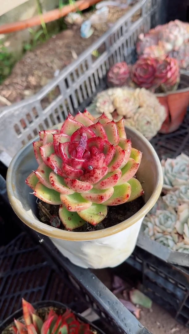 【闪购商品】06180