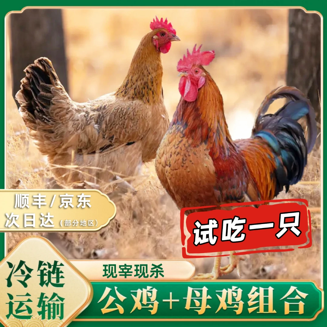 【竹林】3只黄油老母鸡 +赠1只公鸡 组合 到手4只净重10斤