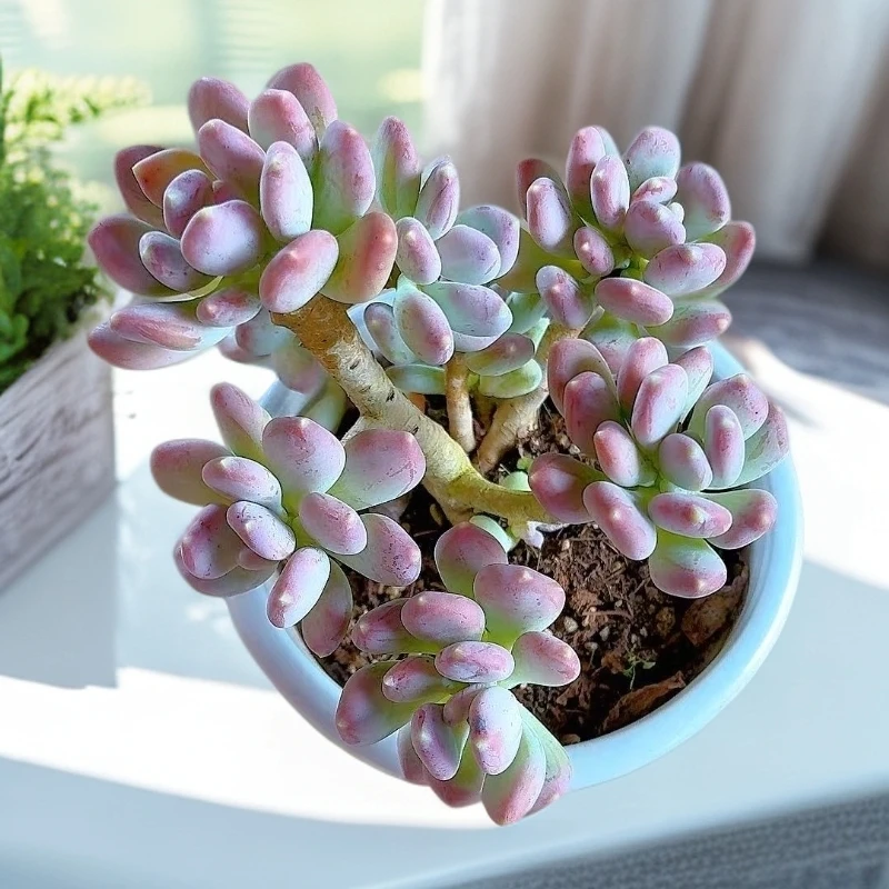 【三日月美人】【满9.9包邮】星花怒放阳台露台办公多肉植物栽种养
