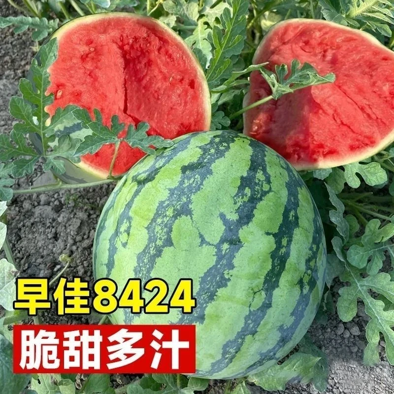 【全店保证对版】早佳8424麒麟西瓜种子甜脆多汁西瓜籽蔬菜种子