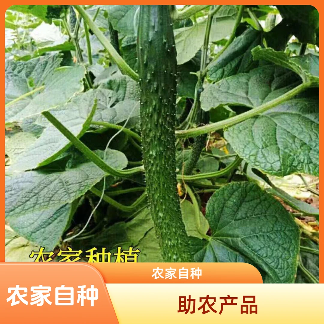 农家自种黄瓜助农专用3斤装