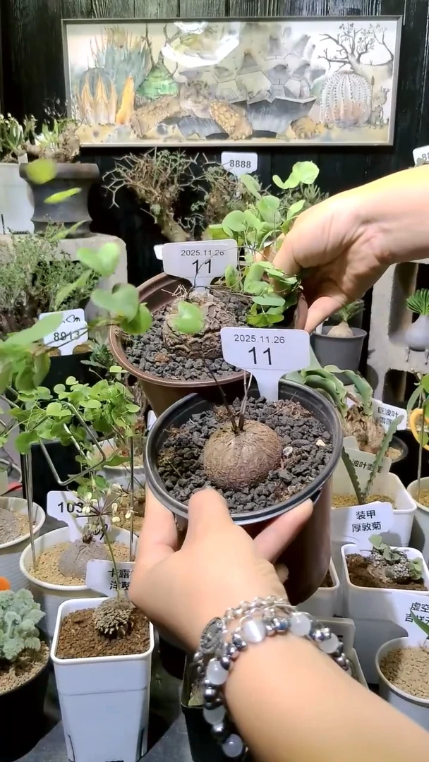 11号1126福利南非龟甲龙买一送一