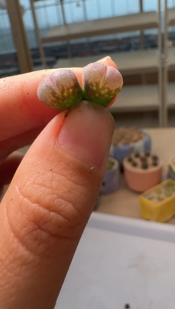 28-202多肉植物肉锥