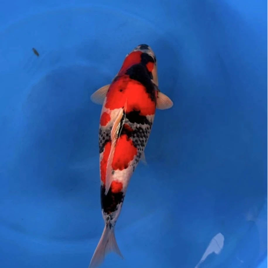 红白，大正昭和介子参考图样，以直播间实物截图为准