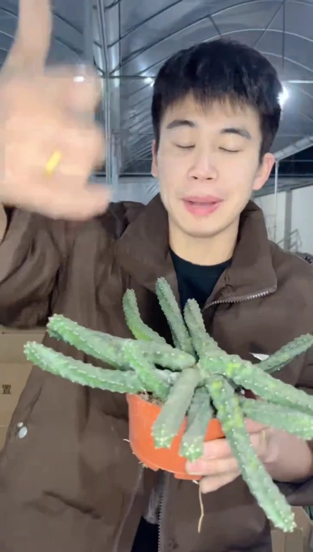 【闪购商品】水仙情郎