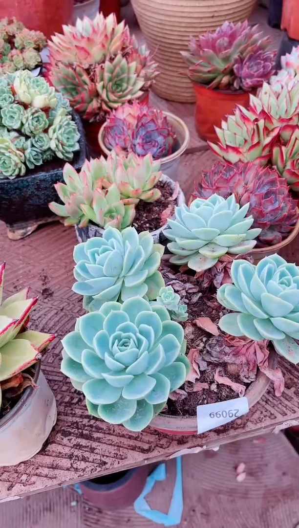 小****霄29099多肉植物一物一拍