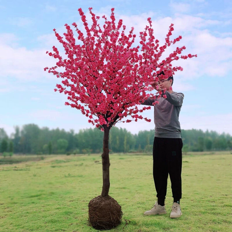 曲迪红梅花树苗盆栽庭院地栽浓香花卉植物腊梅室内外耐寒绿植盆