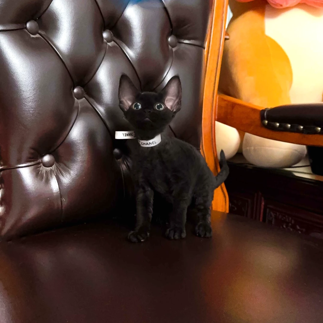 犇犇家  猫咪活体德文纯黑妹妹   3580