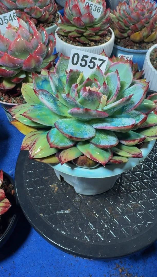 【闪购商品】0557惊鸿仙子（裸根发货）