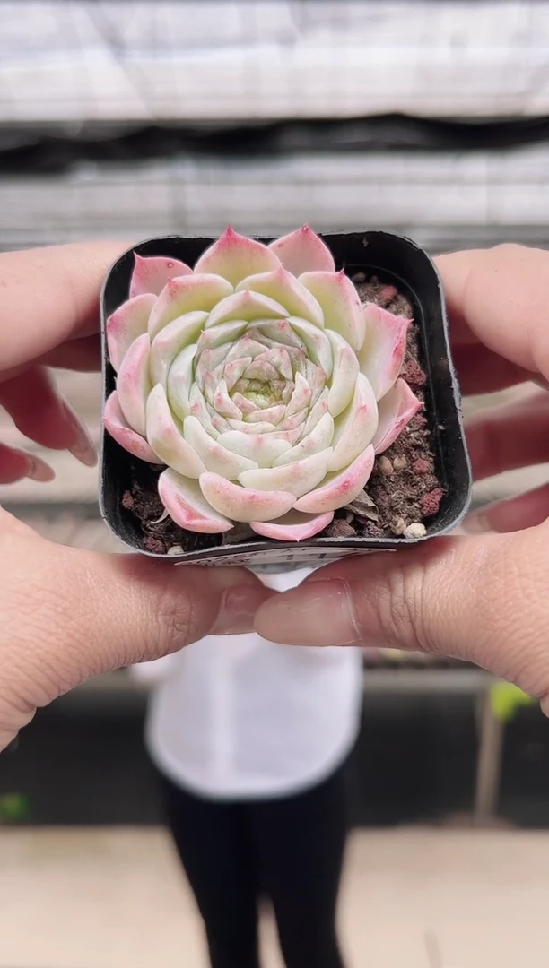 东云多肉园新款-114