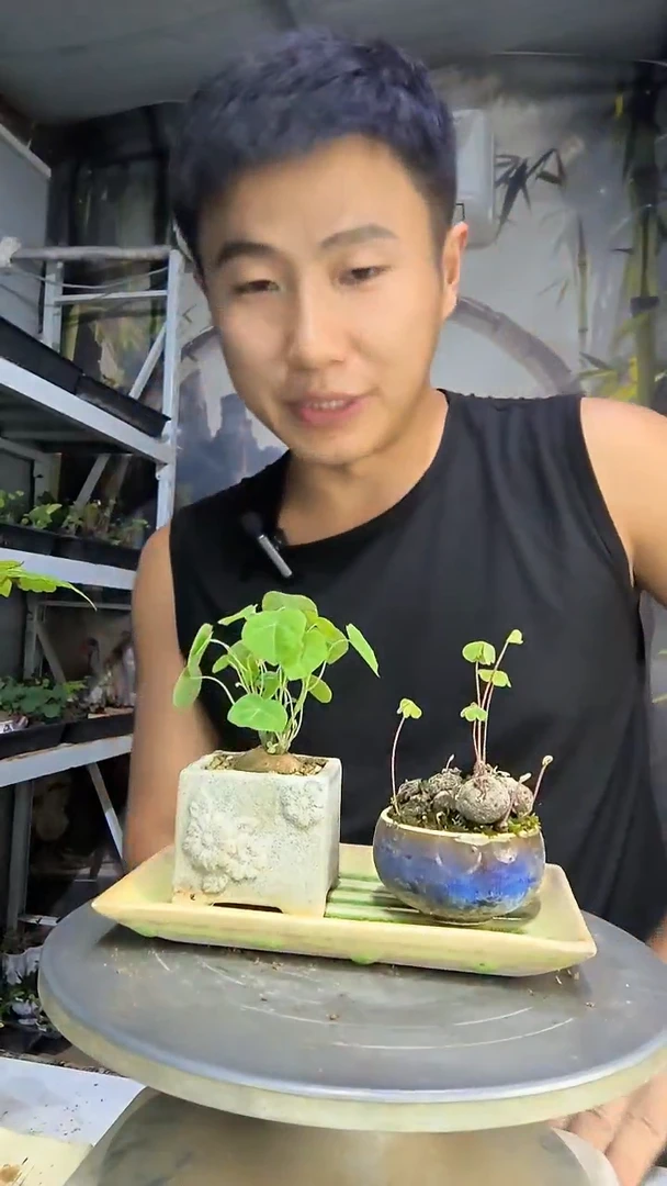 辰中青园艺一物一拍16