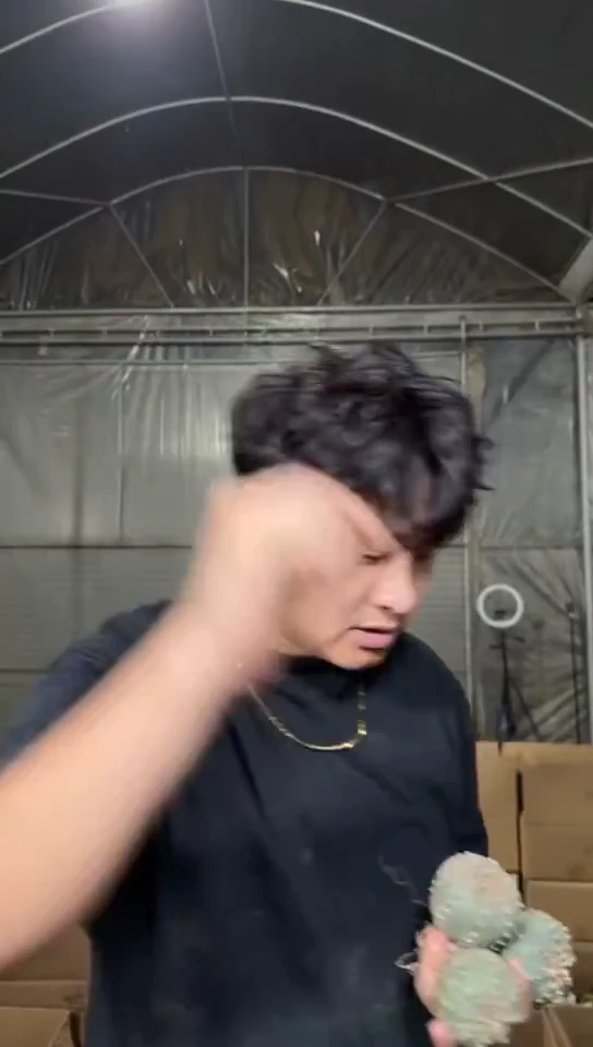 4颗 实生根 星兜 4-6cm