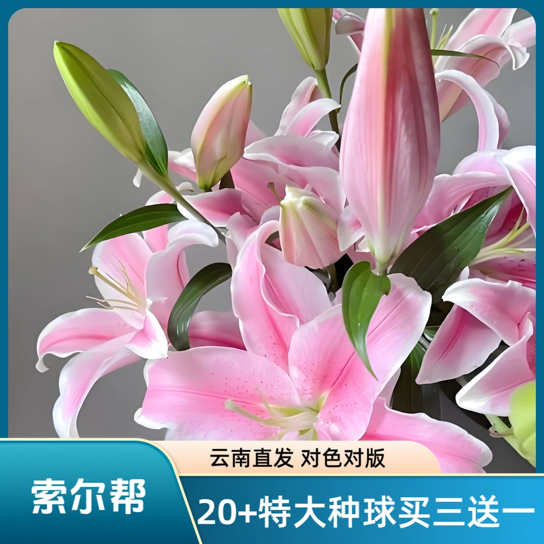 【索尔帮 20+】买三送一 大花浓香 阳台 庭院 盆栽 地栽 四季可种植