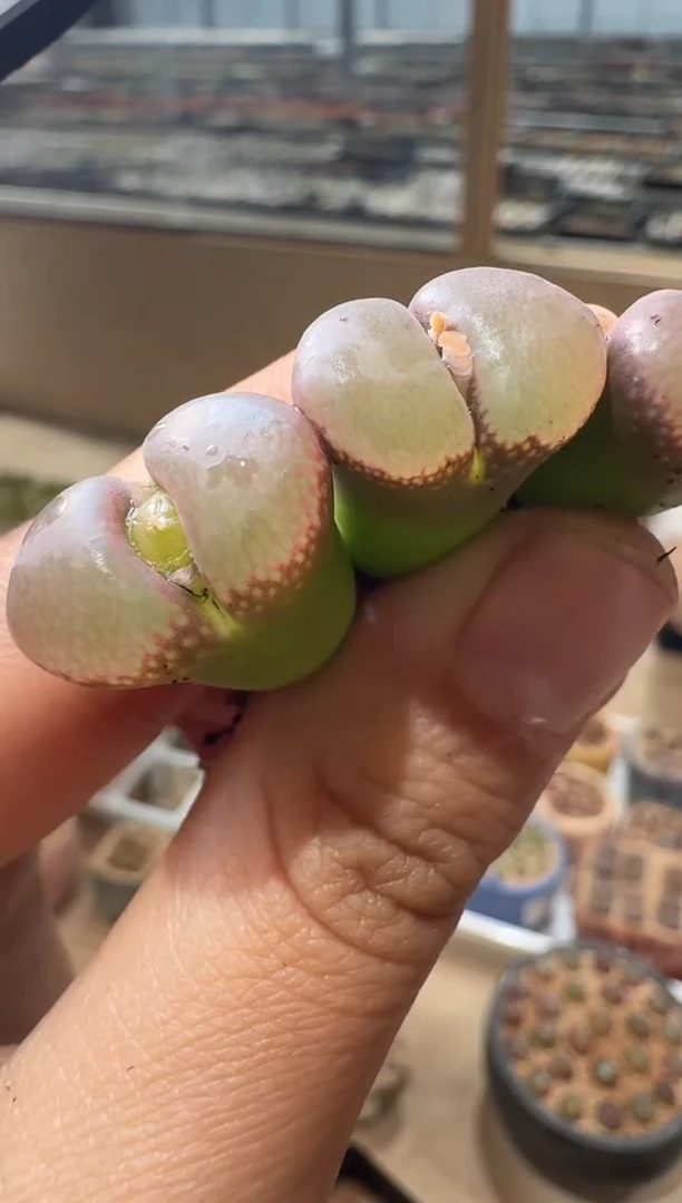157多肉植物肉锥一颗