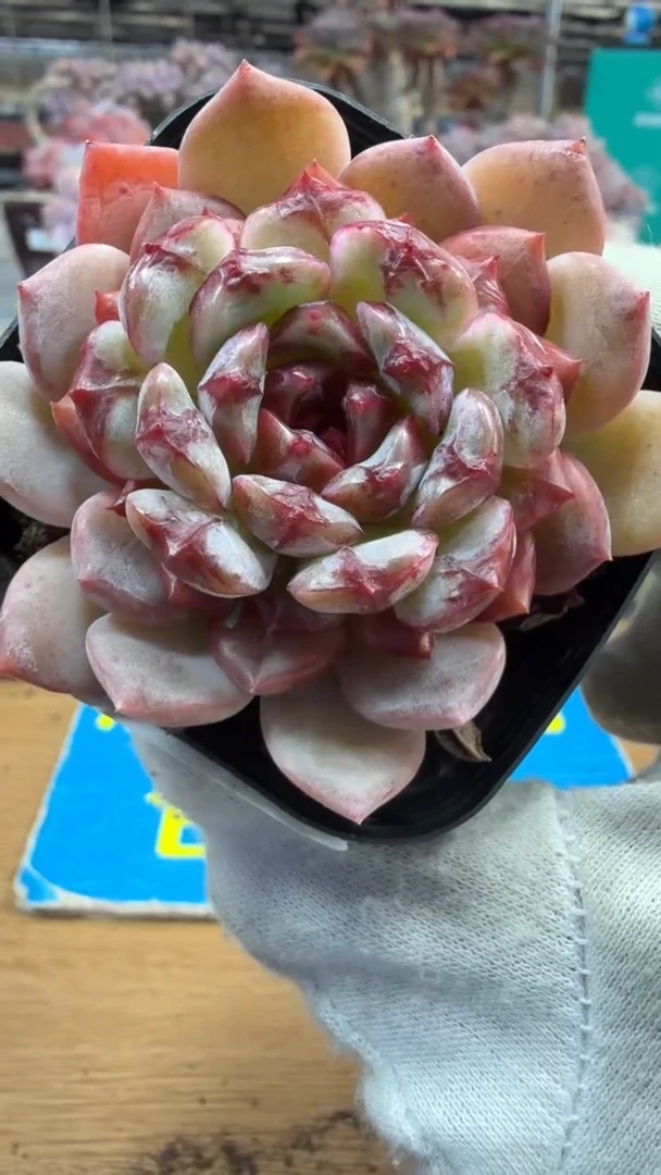 东云多肉园三店-242