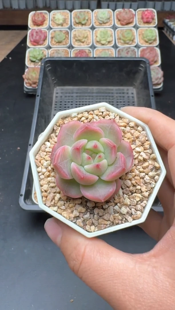 【闪购商品】841B物拍多肉带盆土6.5杯拍3颗包柚