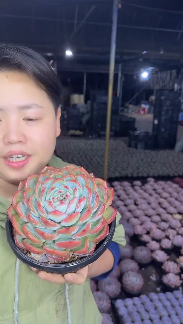 大红鸾带盆土39.99