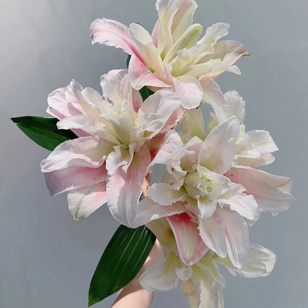 【小阿阮】粉霞·A级重瓣清新香水百合云南鲜插花装饰 顺丰直发