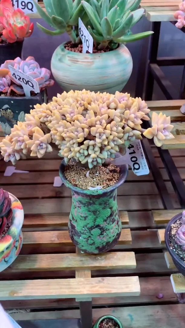 410Q（一物一拍，精品多肉，所见即所得 ）