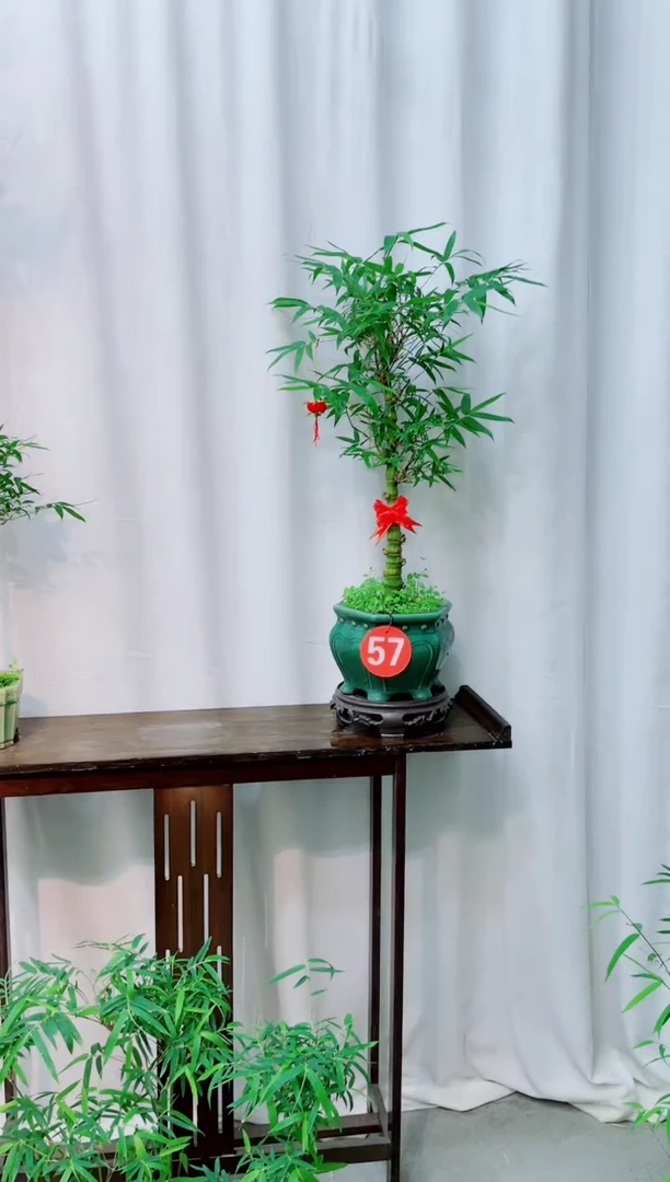 【闪购商品】竹子盆景竹子盆景
