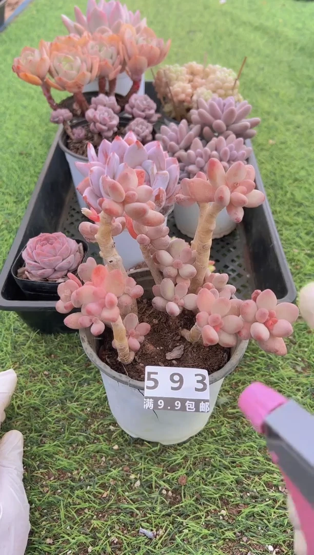 【闪购商品】信福多肉一物一拍