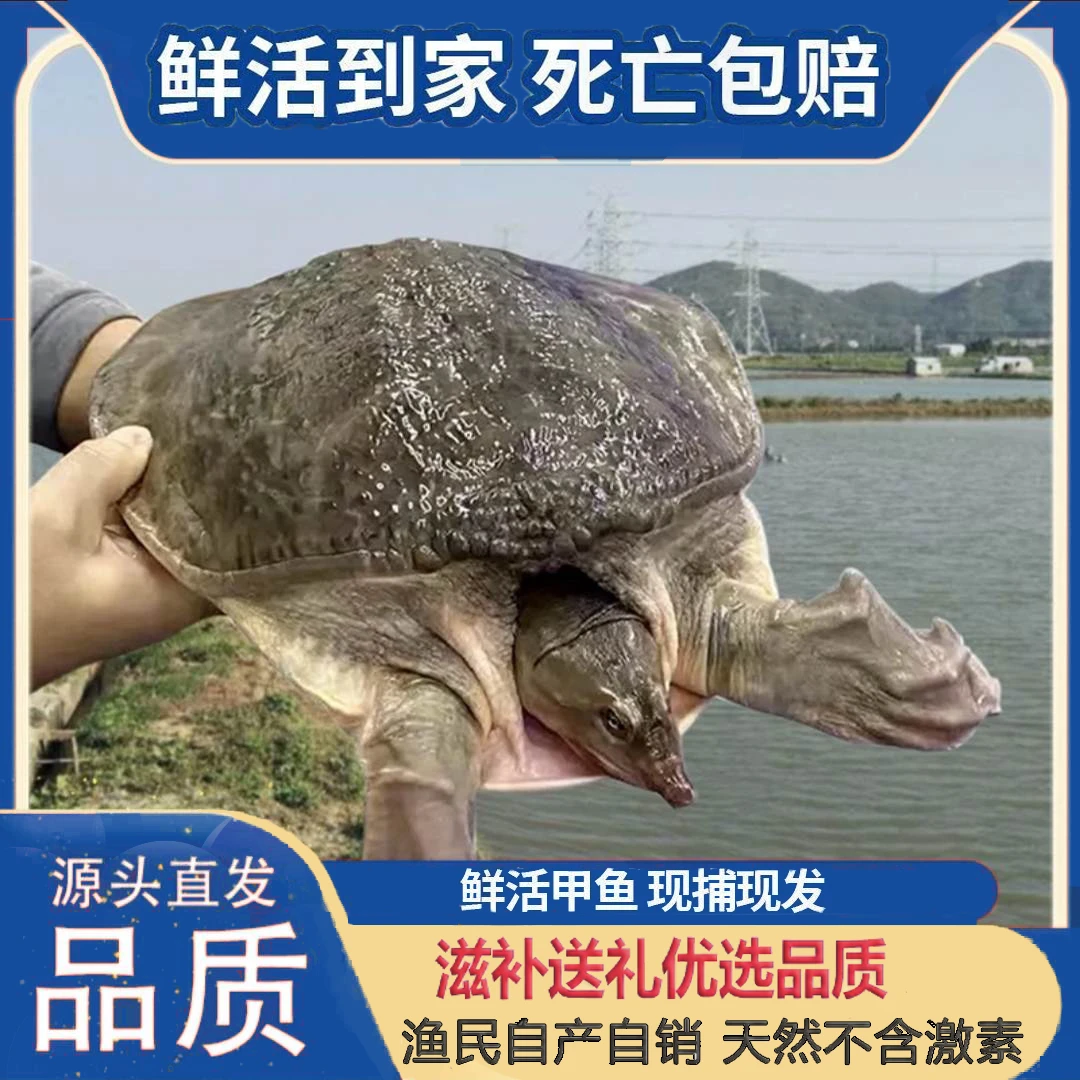 2-20斤超大清仓珍珠鳖特产足斤外塘水鱼外塘鲜活大甲鱼水老鳖