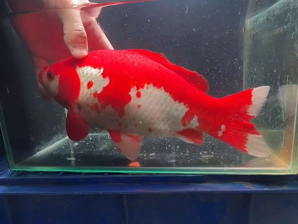 金鱼短尾草金专拍链接黄牌子10