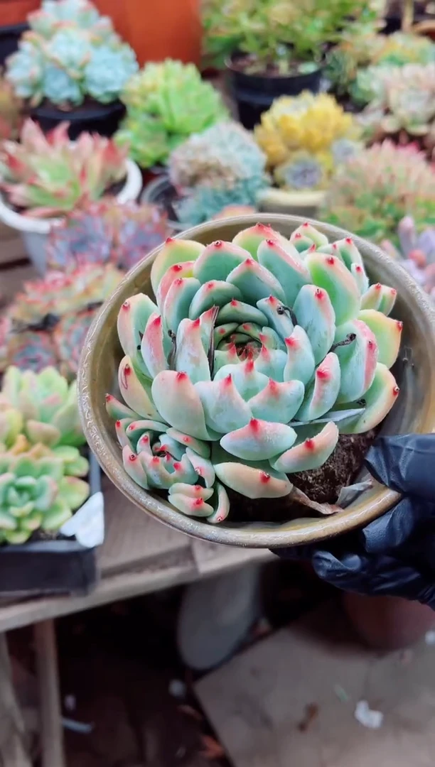 真*19001多肉植物一物一拍