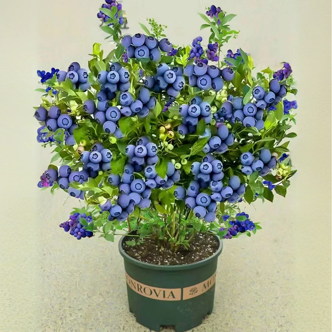 直播间各种花卉绿植一物一拍